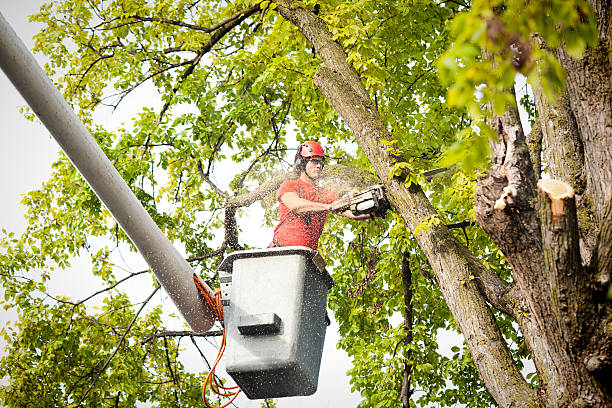 Best Emergency Tree Service  in Perry, MI